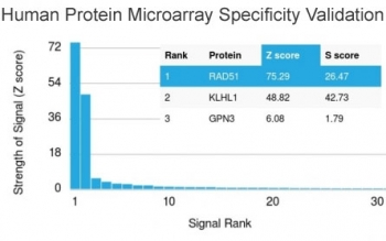 RAD51 Antibody