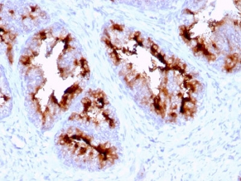 FOLH1 Antibody / PSMA