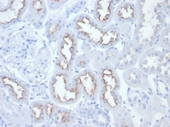 FOLH1 Antibody / PSMA