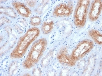 FOLH1 Antibody / PSMA