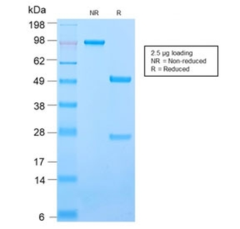 Recombinant ICAM3 Antibody