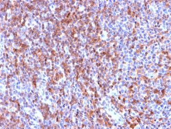 Recombinant ICAM3 Antibody