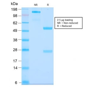 Recombinant MUC3 Antibody