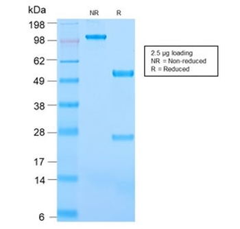 Recombinant CD31 Antibody / PECAM-1