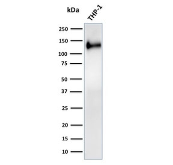 Recombinant CD31 Antibody / PECAM-1