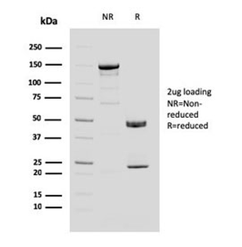 MUC4 Antibody / Mucin-4