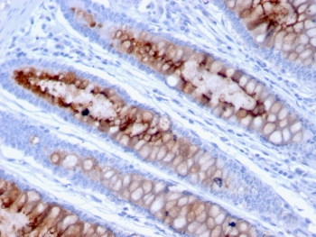MUC4 Antibody / Mucin-4