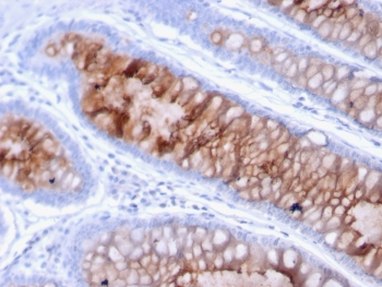 MUC4 Antibody / Mucin-4