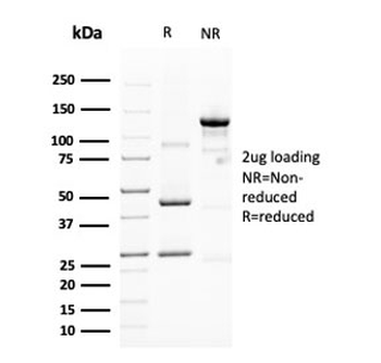 MUC4 Antibody / Mucin-4