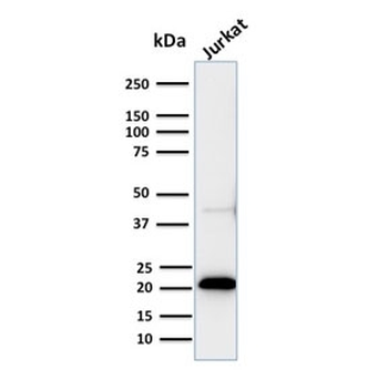 Recombinant CD3e Antibody