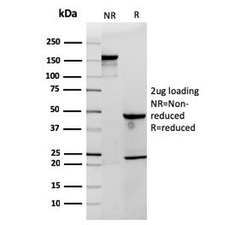 Recombinant CD3e Antibody