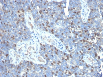 RORC Antibody / ROR gamma