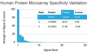 RORC Antibody / ROR gamma