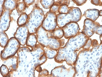 VISTA Antibody / GI24