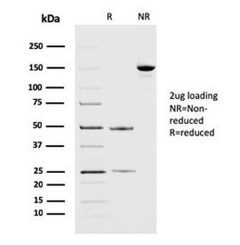 PD-L2 Antibody