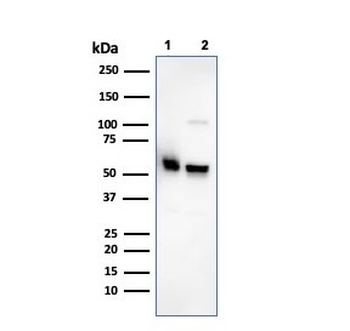 SERBP1 Antibody / PAI-RBP1