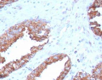 FOLH1 Antibody / PSMA