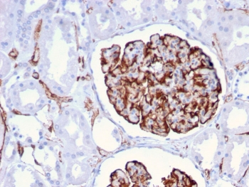 Nestin Antibody