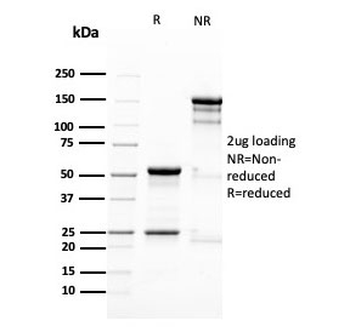 Nestin Antibody