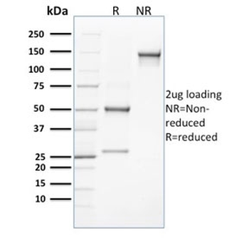 CLEC9A Antibody / DNGR-1