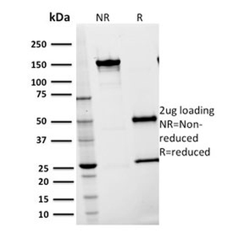 ICAM1 Antibody / CD54