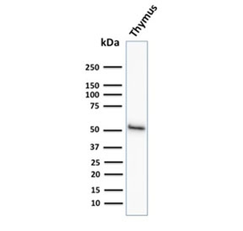 Keratin 15 Antibody / Cytokeratin 15