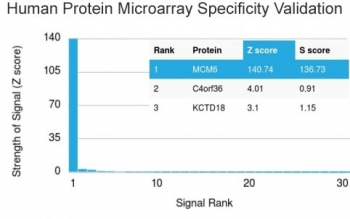 MCM6 Antibody