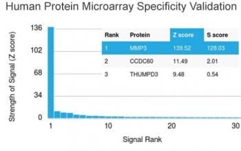 MMP3 Antibody / Matrix Metalloproteinase 3
