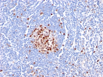 PCNA Antibody