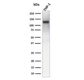 Recombinant CD31 Antibody / PECAM-1