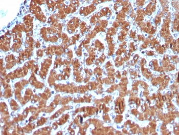 Recombinant Cytochrome C Antibody
