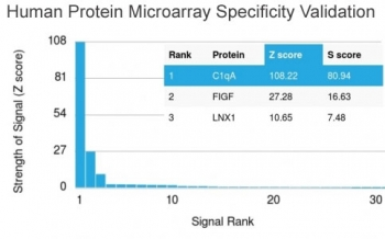 Complement C1q A-Chain Antibody / C1QA