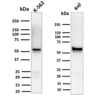 Spastin Antibody