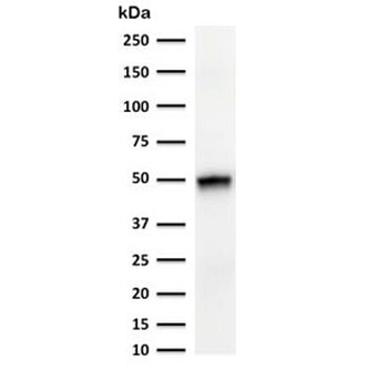 Cytokeratin 15 Antibody / KRT15