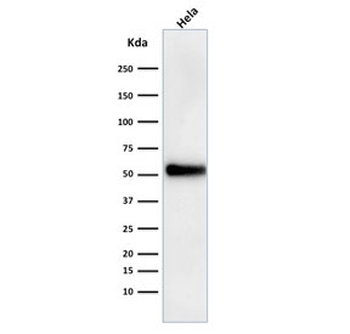 p53 Antibody / TP53