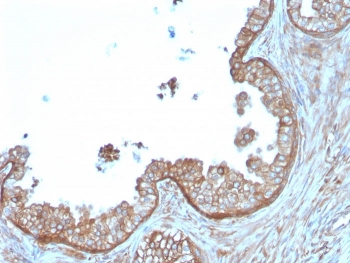 Calpastatin Antibody