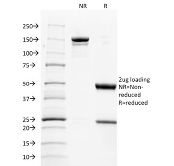 CD137L Antibody / 4-1BBL / TNFSF9