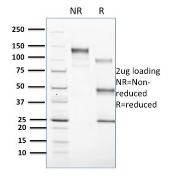CD1c Antibody