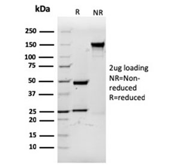 Recombinant CD3e Antibody