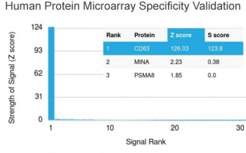 CD63 Antibody / LAMP-3