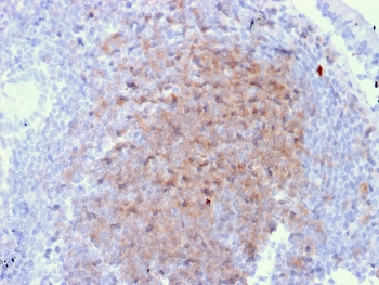 CD72 Antibody