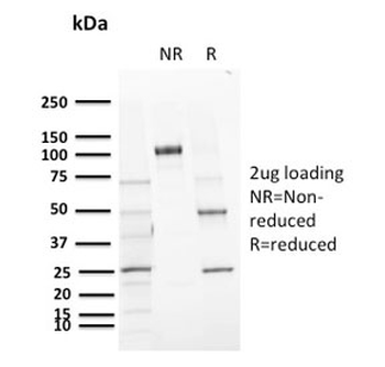 CD72 Antibody