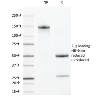 CLEC9A Antibody / DNGR-1