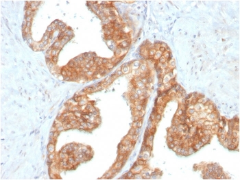 c-RET Antibody / RET