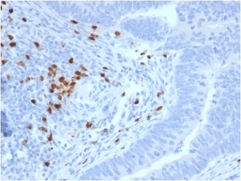 c-RET Antibody / RET