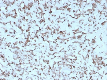 Recombinant Cytochrome C Antibody