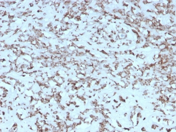 Recombinant Cytochrome C Antibody