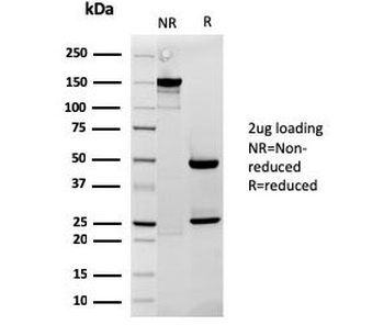 Recombinant Cytochrome C Antibody