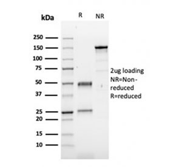 Fibronectin Antibody