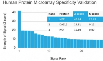 Recombinant Myelin Basic Protein Antibody